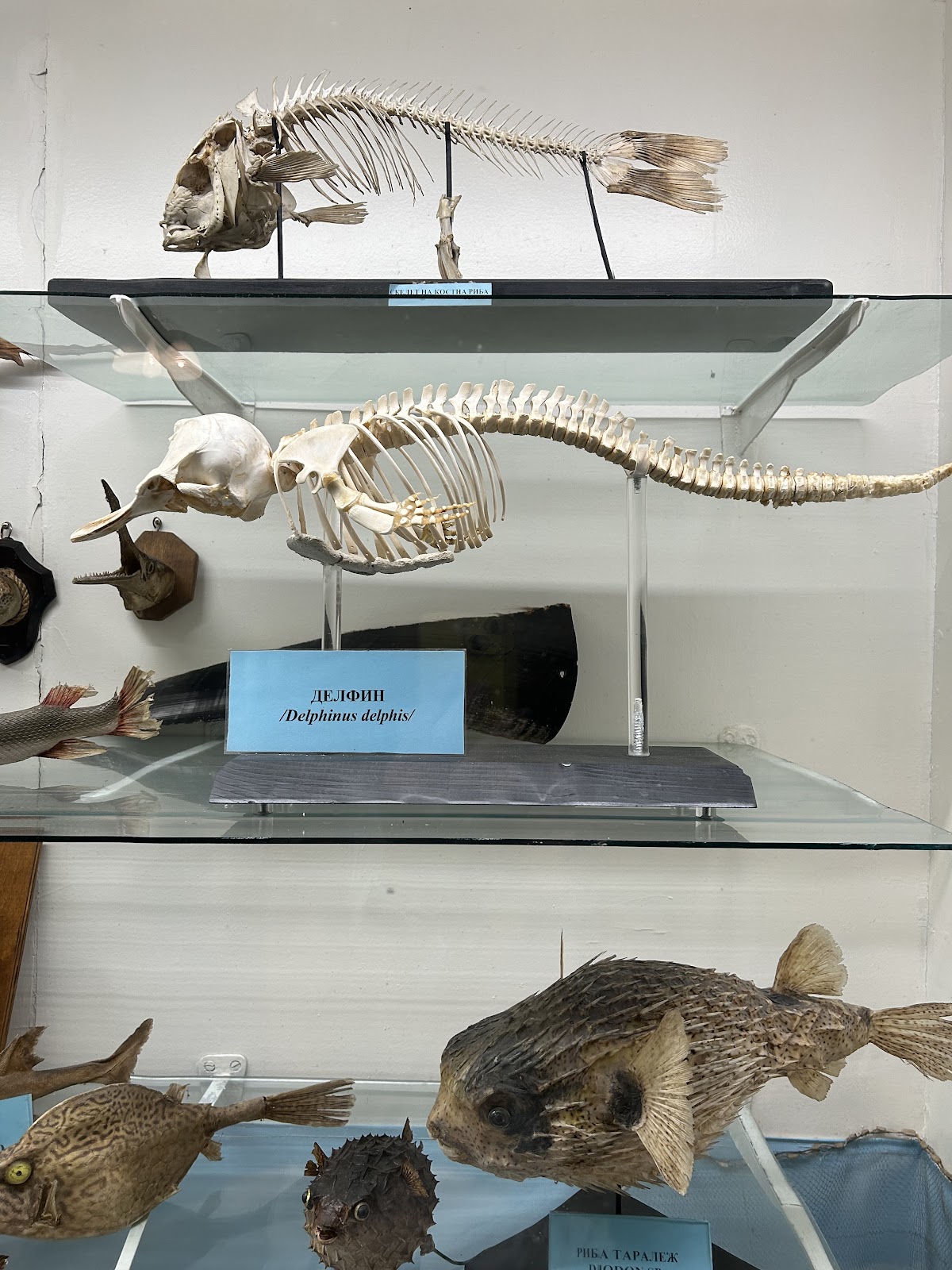 The Aquarium and the Black Sea Museum