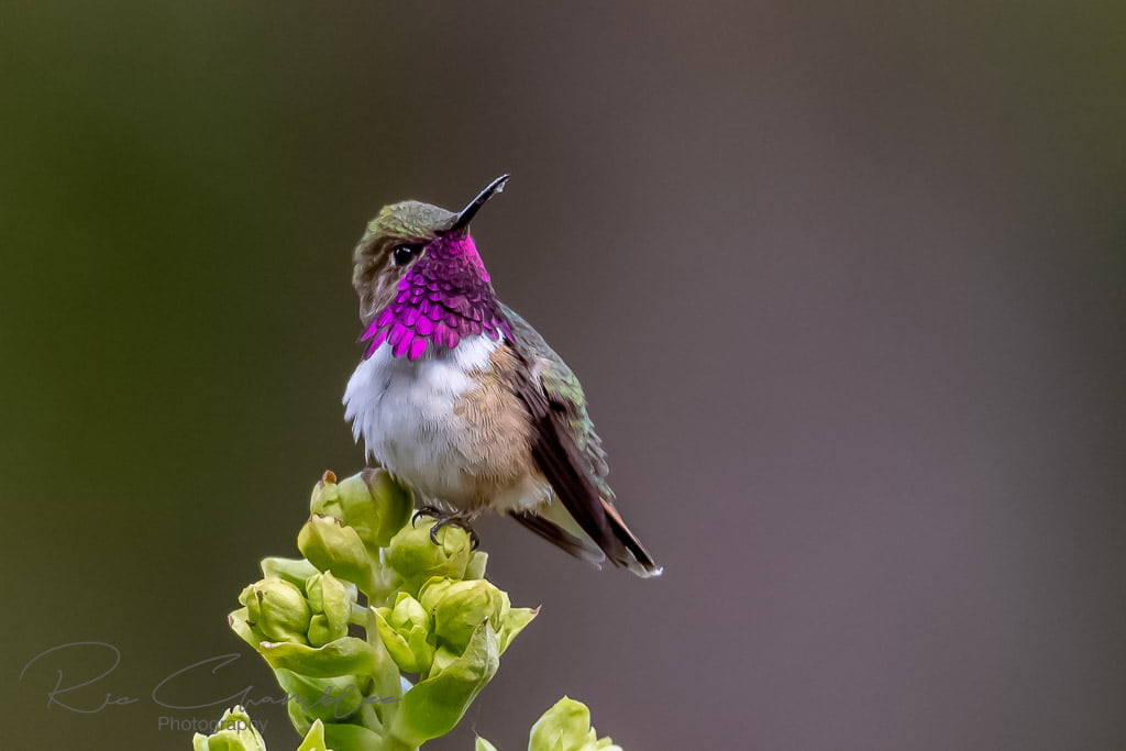 Vallarta Botanical Gardens