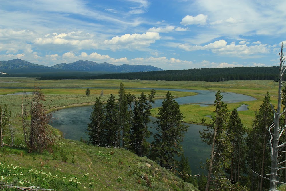 Hayden Valley Wildlife Viewing photo 2