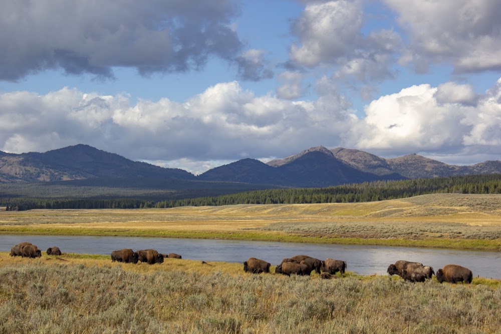 Hayden Valley Wildlife Viewing photo 3