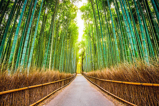Chongqing Wansheng Bamboo Sea