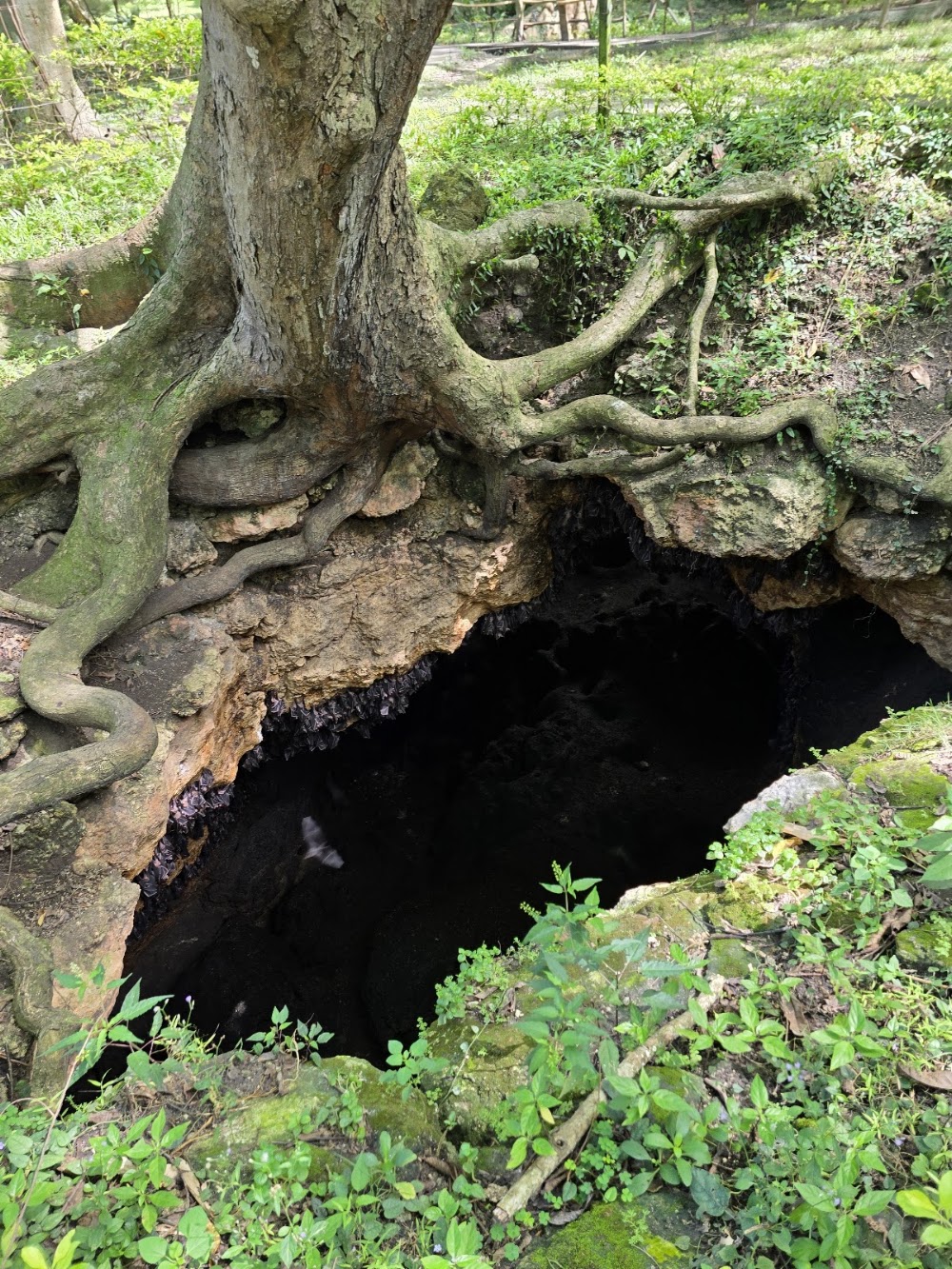 Monfort Bat Sanctuary photo 3