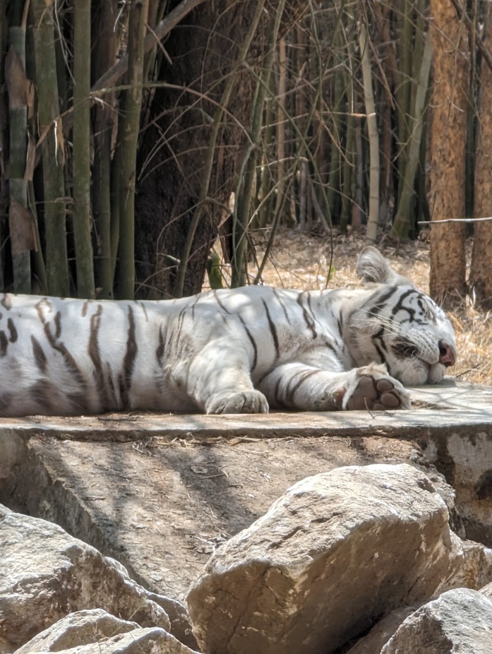 Bannerghatta National Park