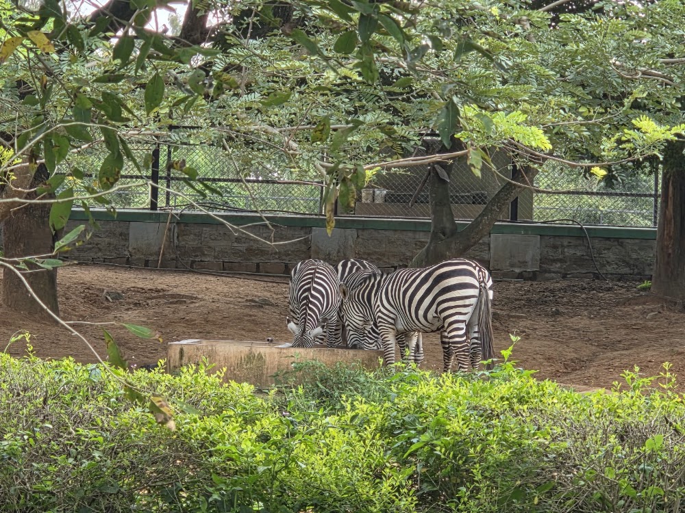 Bannerghatta National Park photo 2
