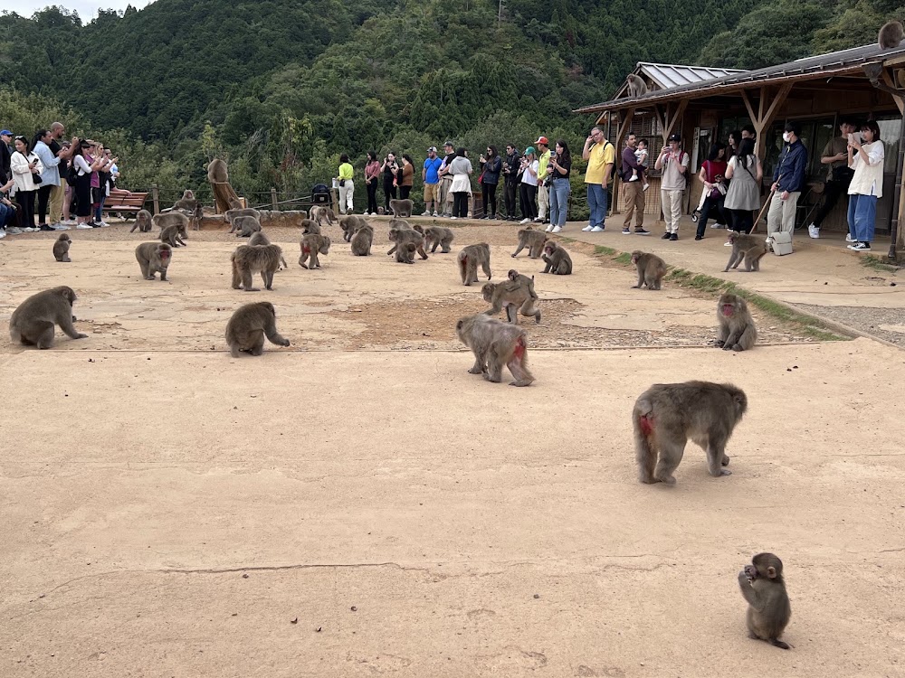 Monkey Park