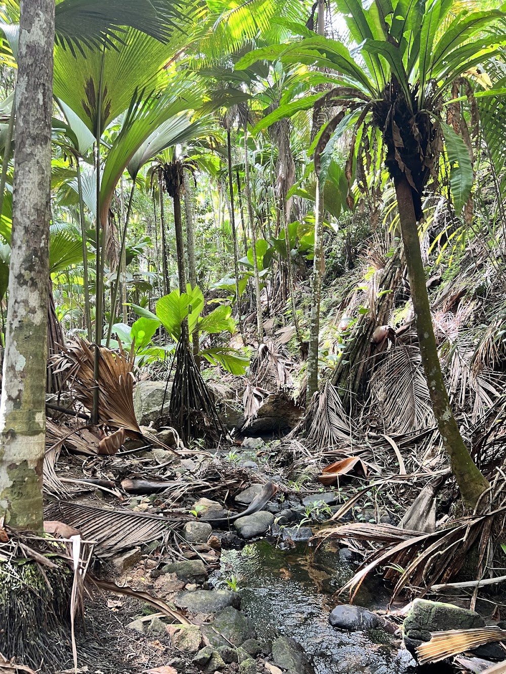 Vallée de Mai