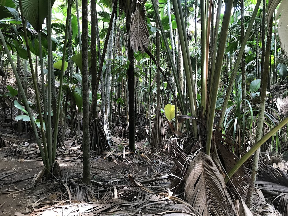 Vallée de Mai photo 2