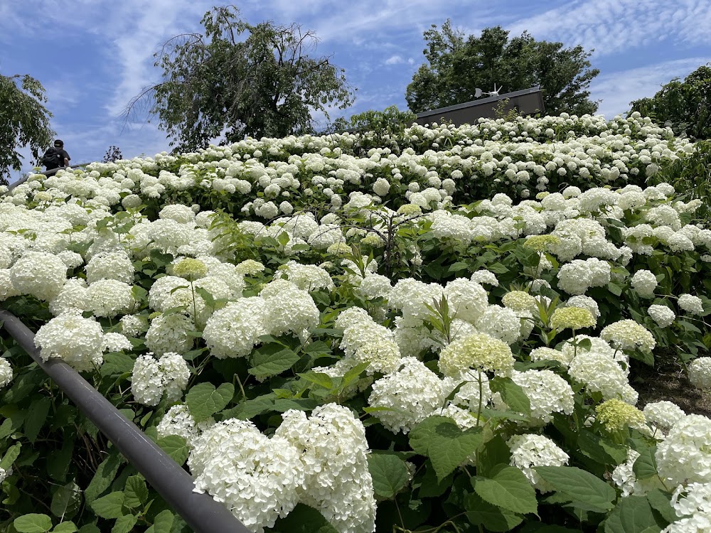 Hydrangea Stairs