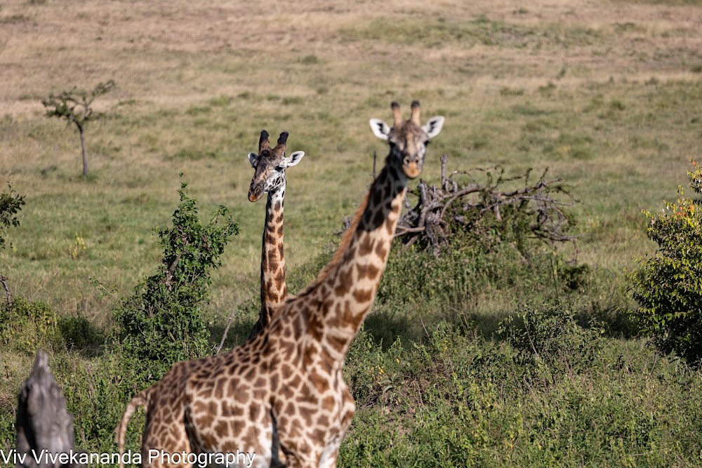 Olkinyei Conservancy
