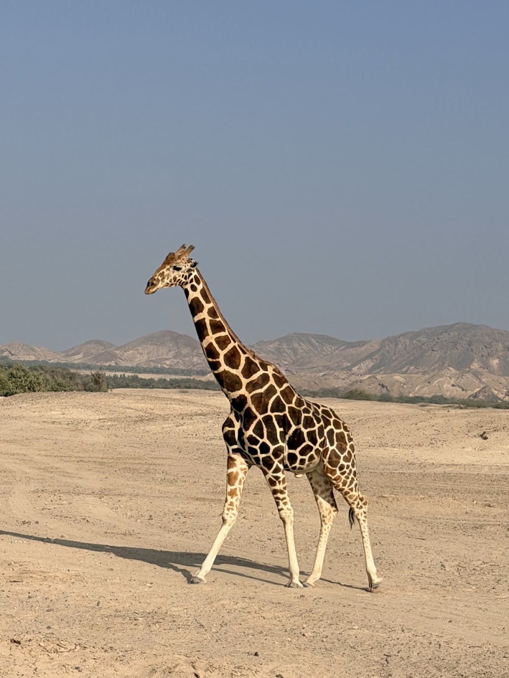 Arabian Wildlife Park