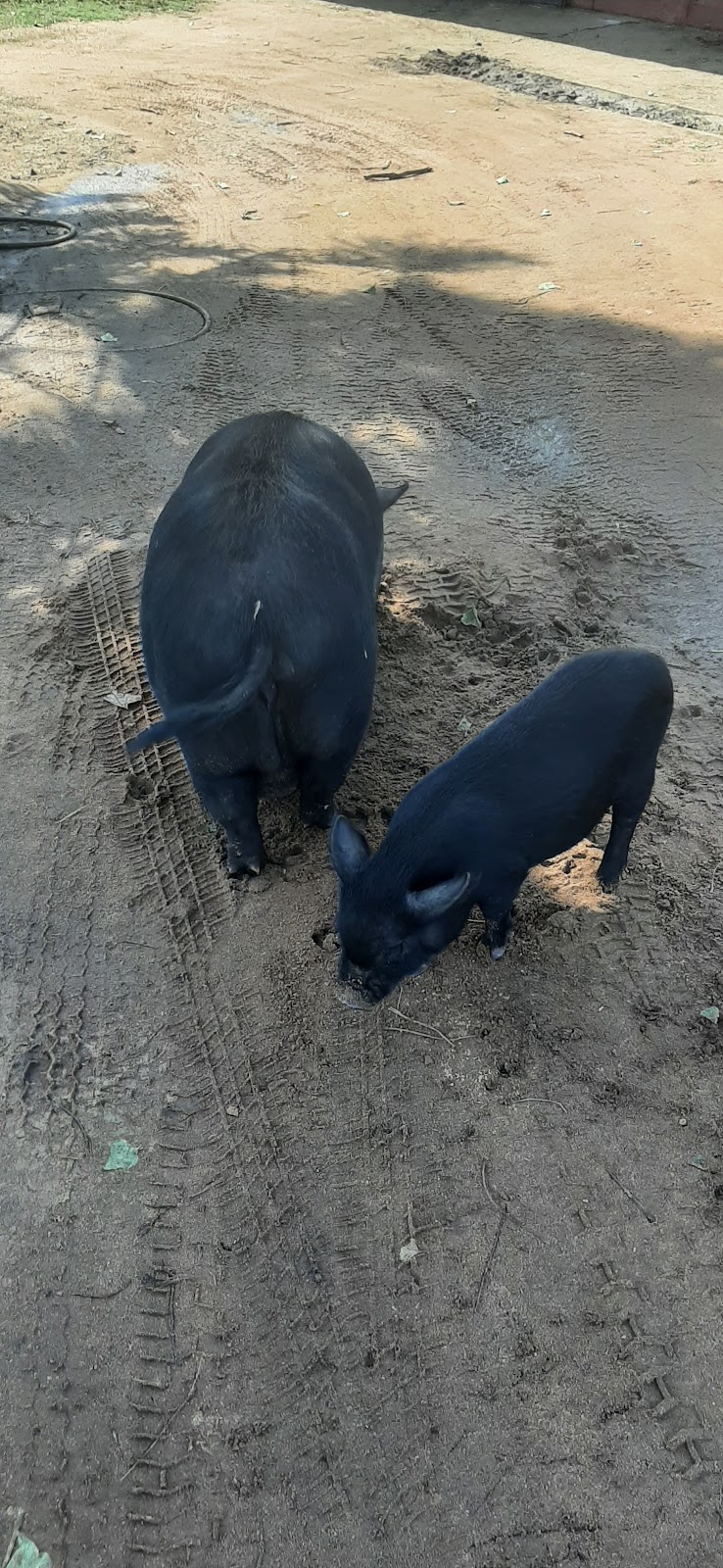 Flag Animal Farm