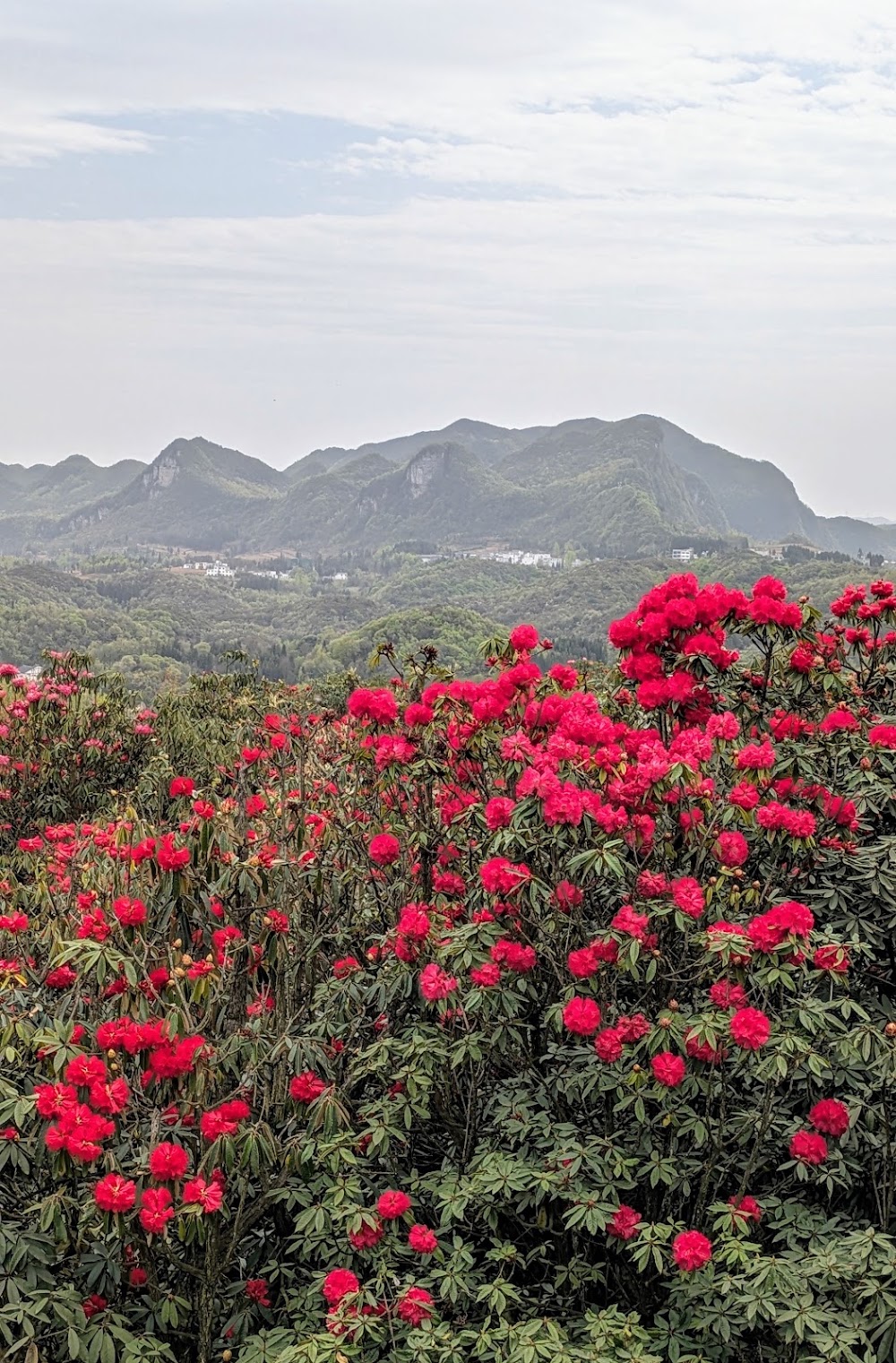 Longdongbao Forest Park photo 2