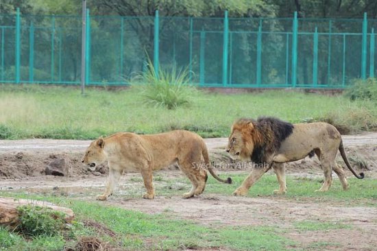 Lahore Safari Park