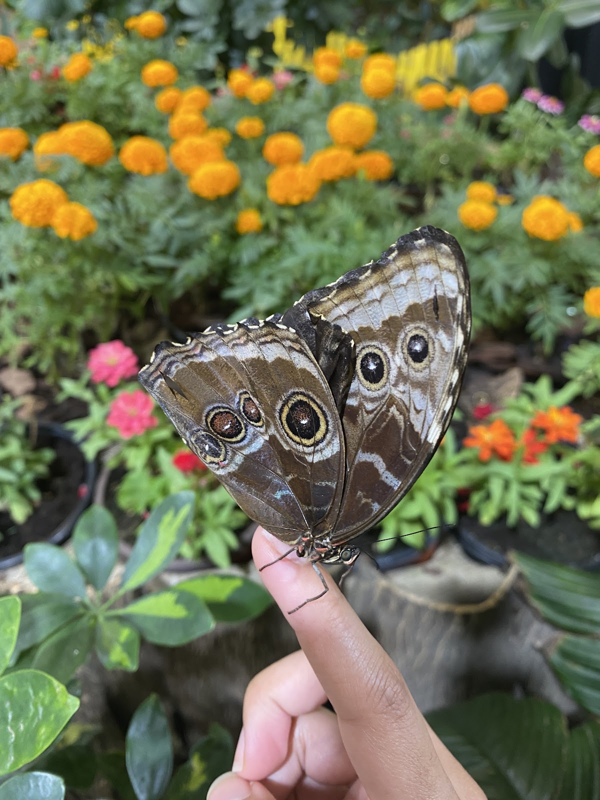 Dubai Butterfly Garden photo 3