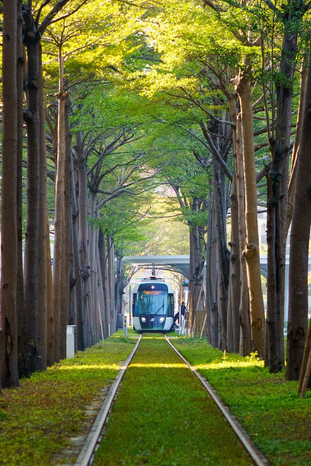 Totoro Tunnel